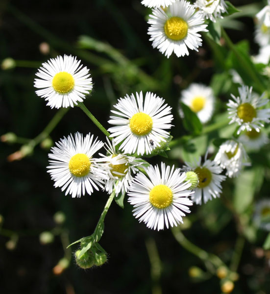 Erigeron annuus / Cspica annua